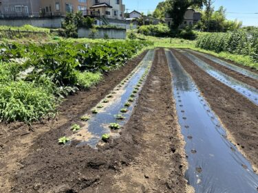 2024年6月19日(水)の作業記録 (バジル・赤じそ・キュウリの定植作業、鈴木さん畑で玉ねぎのマルチ剥がし作業)