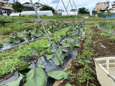 2024年6月24日(月)の作業記録 (ミニトマト・長茄子・水茄子の剪定誘引作業、ゴーヤと人参が今季初収穫、玉ねぎの収穫も頑張っています)