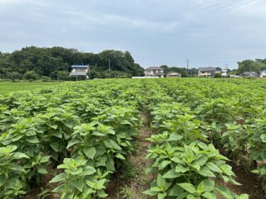 2024年6月25日(火)の作業記録 (小溝菊芋畑の除草作業、水茄子・長茄子の剪定誘引作業)