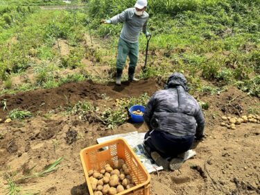 2024年6月26日(水)の作業記録 (ジャガイモの収穫作業、空芯菜の播種作業)