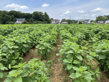 2024年6月27日(木)の作業記録 (小溝菊芋畑の除草作業、モロヘイヤの播種作業、玉ねぎ・ジャガイモの収穫作業)