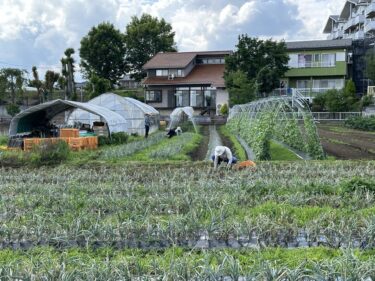 2024年6月3日(月)の作業記録 (収穫作業の他、除草作業メイン)