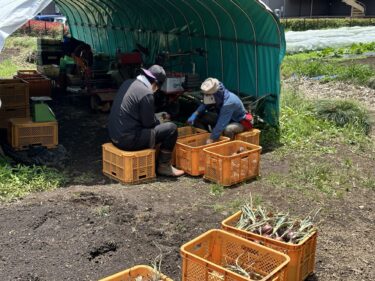 2024年6月4日(火)の作業記録 (除草作業、玉ねぎの葉切り根切り、昨日のゲリラ豪雨で畑の一部が水に浸りました)