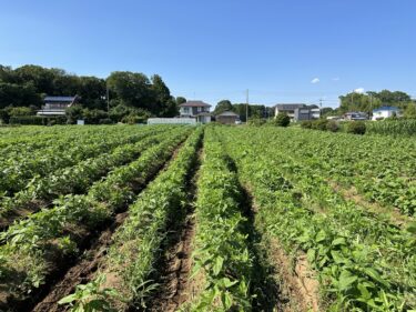 2024年6月5日(水)の作業記録 (小溝畑等の除草作業)