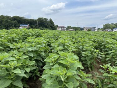 2024年7月2日(火)の作業記録 (小溝菊芋畑の除草作業)