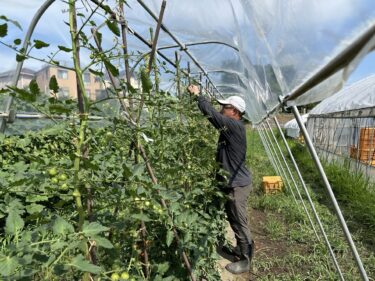 2024年7月3日(水)の作業記録 (バジル・赤じそ初収穫、充電式刈払機が故障、ミニトマトの芽かき誘引作業、除草作業)