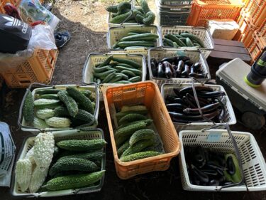 2024年7月22日(月)の作業記録 (早朝時間帯の作業開始、除草作業)