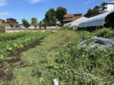 2024年7月23日(火)の作業記録 (除草作業がメイン)