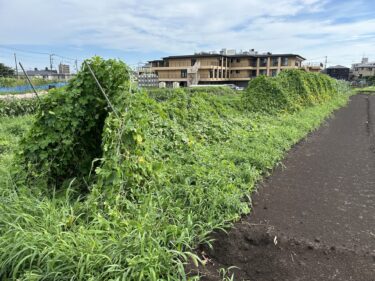 2024年7月24日(水)の作業記録 (除草作業、強風によりゴーヤ部分の支柱が倒壊)