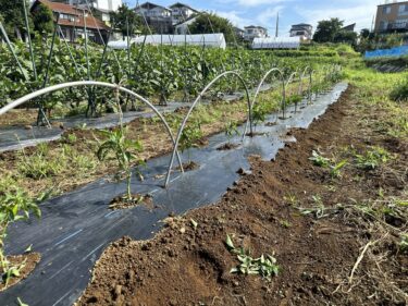 2024年7月26日(金)の作業記録 (早朝時間帯のみの作業、水茄子・ピーマンの剪定誘引作業)