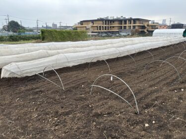 2024年10月23日(水)の作業記録 (モロヘイヤの撤去作業、ほうれん草の播種作業、菜花類に防虫ネット張り作業)