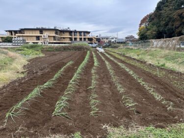2024年11月20日(水)の作業記録 (玉ねぎ苗の剪葉作業、ツルムラサキの撤去作業、サツマイモの保管作業、岩槻ネギの植え付け作業)