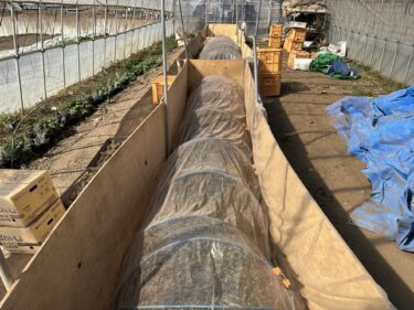 2025年2月14日(金)の作業記録 (昨日の強風で剥がれたマルチの回収作業、小松菜のビニールトンネル直し作業、枝拾い等)