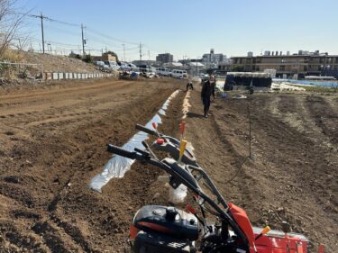 2025年2月25日(火)の作業記録 (絹さや・スナックエンドウ畝の鳥害対策作業、ジャガイモ用のマルチ張り作業、玉ねぎの追肥作業)