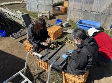 2025年2月26日(水)の作業記録 (ジャガイモの植え付け準備と植え付け作業)