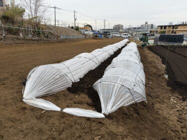 2025年3月11日(火)の作業記録 (ジャガイモのビニールトンネル張り作業、サンチュの防虫ネット張り作業、斉藤さん畑のビニールハウスのビニール修繕作業、玉ねぎの追肥作業)
