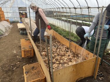 2025年3月12日(水)の作業記録 (第三弾踏み込み温床作り作業)
