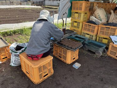 2025年3月13日(木)の作業記録 (スナックエンドウの播種作業、除草作業)