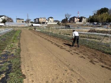 2025年3月14日(金)の作業記録 (スナックエンドウ・キュウリ畝用に肥料撒きとトラクター耕耘作業、除草作業等)