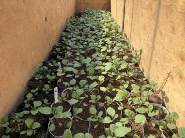 2025年3月17日(月)の作業記録 (除草作業、買い出し作業)