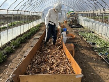 2025年3月18日(火)の作業記録 (スナックエンドウ・キュウリ・ビーツ用のマルチ張り作業、踏み込み温床に落ち葉追加)