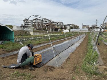 2025年3月28日(金)の作業記録 (キュウリ支柱立て作業、ビーツの播種作業、長ネギの定植作業、除草作業)