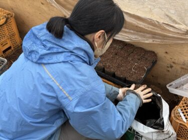 2025年4月1日(火)の作業記録 (ハラペーニョ・大長とうがらし・セージ・夏サラダ空芯菜・パクチーの播種作)