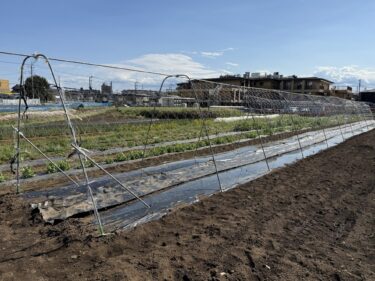 2025年4月4日(金)の作業記録 (除草作業、トンネル支柱外し作業、スナックエンドウとキュウリとゴーヤのネット張り作業)