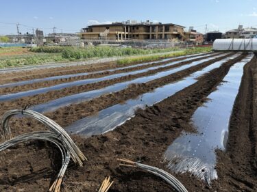 2025年4月16日(水)の作業記録 (極早生玉ねぎの播種作業、成平インゲン・秋キュウリ・茄子類用にマルチ張り作業、絹さや・スナックエンドウの誘引作業)