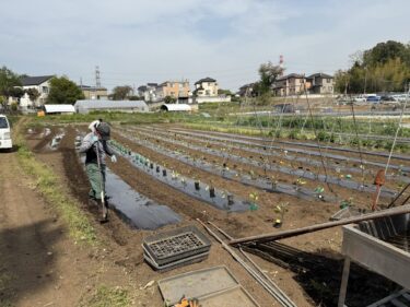 2025年4月17日(木)の作業記録 (早生玉ねぎ今季初収穫、ジャガイモのビニールトンネル外し作業、茄子類のマルチ張り作業、長茄子・万能茄子の定植作業)