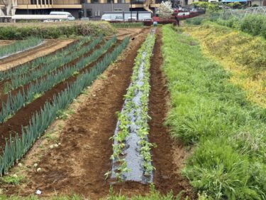 2025年4月25日(金)の作業記録 (枝豆と万能茄子の定植作業)