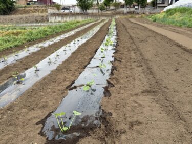 2025年4月28日(月)の作業記録 (ズッキーニ第一弾の定植作業、枝豆畝に防虫ネット張り作業)