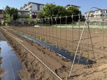 2025年5月1日(木)の作業記録 (緑茄子・ミニトマトの定植作業)