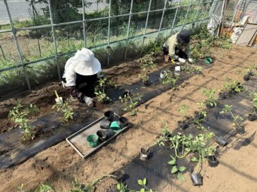 2025年5月8日(木)の作業記録 (ミニトマト・中玉トマト・緑茄子の定植作業、トマト類の支柱立て作業)