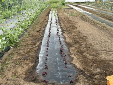 2025年5月9日(金)の作業記録 (青じそ・赤じその定植作業、分葱の仮植え作業)