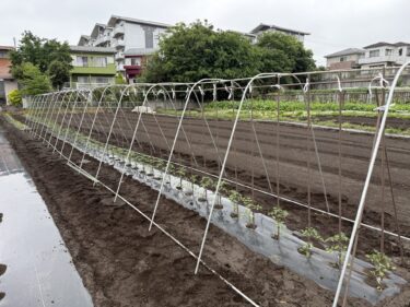 2025年5月12日(月)の作業記録 (しそ類の追加定植作業、茄子の支柱立て作業、ミニトマトの屋根の支柱取り付け作業)