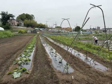 2025年5月14日(水)の作業記録 (茄子の誘引作業、キュウリ・ゴーヤ・成平インゲンの支柱立て作業、ミニトマトの支柱立て作業、夏サラダ空芯菜の定植作業)