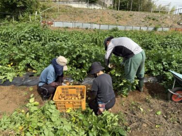 2025年5月15日(木)の作業記録 (夏野菜の定植予定地に肥料撒き作業、オクラ用のマルチ張り作業、ミニトマトの支柱立て作業、キュウリネット張り作業、ピーマンとミニトマトの鉢上げ作業、キュウリ成平インゲンの定植作業)
