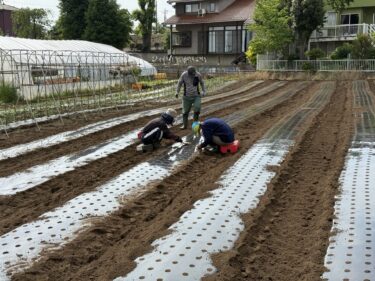 2025年5月16日(金)の作業記録 (トラクター耕耘作業、オクラ・モロヘイヤ用のマルチ張り作業、第二弾ズッキーニの定植作業、オクラ・モロヘイヤの播種作業)