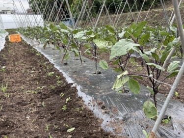 2025年5月19日(月)の作業記録 (南瓜・夏野菜サラダ空芯菜の定植作業、モロヘイヤの播種作業、長茄子の剪定作業、茄子類の誘引作業)