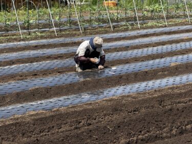2025年5月20日(火)の作業記録 (ミニトマトの芽かき誘引作業、長茄子の剪定作業、岩槻ネギの移植作業、モロヘイヤの播種作業、肥料撒き作業、マルチ張り作業)