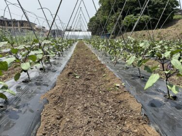 2025年5月21日(水)の作業記録 (長茄子の誘引剪定作業、モロヘイヤの播種作業、そうめん南瓜の定植作業、南瓜の定植作業)