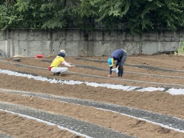 2025年5月22日(木)の作業記録 (モロヘイヤとツルムラサキの播種作業、長茄子と万能茄子の剪定誘引作業、岩槻ネギの移植作業)