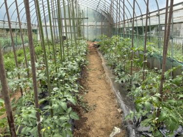 2025年5月23日(金)の作業記録 (ツルムラサキの播種作業、ミニトマトの芽かき誘引作業、万能茄子の剪定誘引作業、つるなしスナックエンドウの撤去とマルチ剥がし作業)