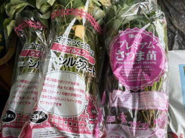 2025年5月26日(月)の作業記録 (サツマイモの定植作業、万能茄子の剪定誘引作業、スナックエンドウ・絹さや撤去作業)