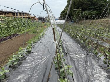 2025年5月29日(木)の作業記録 (茄子周りの防草シート張り作業、トラクター耕耘作業、玉ねぎの根切り葉切り作業)