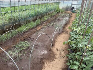 2025年5月31日(土)の作業記録 (午前中のみの作業、カラフルミニトマト・中玉トマトの芽かき誘引作業、長ネギの苗床の除草作業)