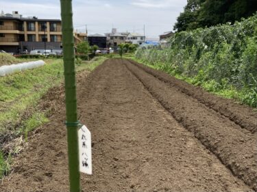 2025年6月6日(金)の作業記録 (里芋・八つ頭の定植作業)