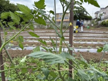 2025年6月2日(月)の作業記録 (ピーマン・サツマイモの定植作業、ミニトマトの芽かき誘引作業、玉ねぎの回収作業)