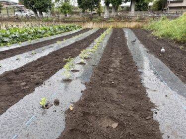 2025年6月3日(火)の作業記録 (ピーマン・ミニトマトの定植作業、ミニトマトの芽かき誘引作業)